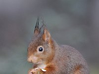 Sciurus vulgaris 124, Eekhoorn, Saxifraga-Luuk Vermeer