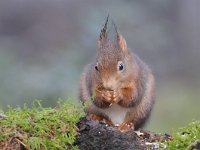 Sciurus vulgaris 125, Eekhoorn, Saxifraga-Luuk Vermeer