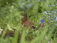 Sciurus vulgaris 127, Eekhoorn, Saxifraga-Willem van Kruijsbergen