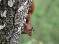 Sciurus vulgaris 137, Eekhoorn, Saxifraga-Luuk Vermeer