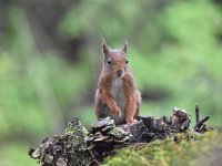 Sciurus vulgaris 140, Eekhoorn, Saxifraga-Luuk Vermeer