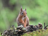 Sciurus vulgaris 142, Eekhoorn, Saxifraga-Luuk Vermeer