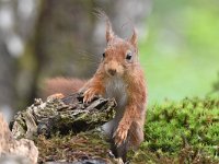 Sciurus vulgaris 146, Eekhoorn, Saxifraga-Luuk Vermeer