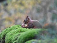 Sciurus vulgaris 152, Eekhoorn, Saxifraga-Luuk Vermeer