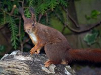 Sciurus vulgaris 16, Eekhoorn, Saxifraga-Ab H Baas