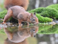 Sciurus vulgaris 160, Eekhoorn, Saxifraga-Luuk Vermeer