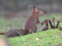 Sciurus vulgaris 163, Eekhoorn, Saxifraga-Luuk Vermeer