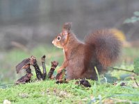 Sciurus vulgaris 164, Eekhoorn, Saxifraga-Luuk Vermeer