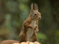 Sciurus vulgaris 17, Eekhoorn, Saxifraga-Jan van der Straaten