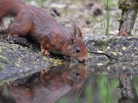 Sciurus vulgaris 174, Eekhoorn, Saxifraga-Luuk Vermeer