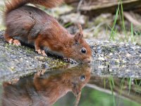 Sciurus vulgaris 181, Eekhoorn, Saxifraga-Luuk Vermeer