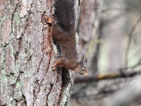 Sciurus vulgaris 182, Eekhoorn, Saxifraga-Luuk Vermeer