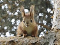 Sciurus vulgaris 200, Eekhoorn, Saxifraga-Tom Heijnen