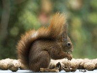 Sciurus vulgaris 23, Eekhoorn, Saxifraga-Jan van der Straaten