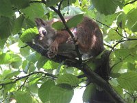 Sciurus vulgaris 25, Eekhoorn, Saxifraga-Rob Felix : Animalia, Chordata, Mammalia, Rodentia, animal, dier, dieren, gewervelde dieren, knaagdieren, mammal, rodent, vertebraat, vertebrate, zoogdier, zoogdieren