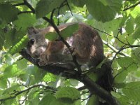 Sciurus vulgaris 26, Eekhoorn, Saxifraga-Rob Felix : Animalia, Chordata, Mammalia, Rodentia, animal, dier, dieren, gewervelde dieren, knaagdieren, mammal, rodent, vertebraat, vertebrate, zoogdier, zoogdieren