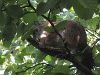 Sciurus vulgaris 27, Eekhoorn, Saxifraga-Rob Felix : Animalia, Chordata, Mammalia, Rodentia, animal, dier, dieren, gewervelde dieren, knaagdieren, mammal, rodent, vertebraat, vertebrate, zoogdier, zoogdieren