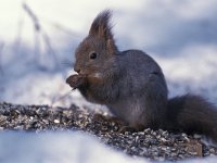 Sciurus vulgaris 3, Eekhoorn, Saxifraga-Arie de Knijff