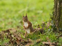 Eekhoorn  Sciurus vulgaris --Eekhoorn