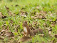 Eekhoorn  Sciurus vulgaris --Eekhoorn