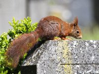 Sciurus vulgaris 35, Eekhoorn, Saxifraga-Bart Vastenhouw