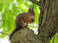 Sciurus vulgaris 36, Eekhoorn, Saxifraga-Bart Vastenhouw