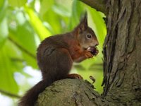 Sciurus vulgaris 39, Eekhoorn, Saxifraga-Bart Vastenhouw