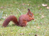 Sciurus vulgaris 40, Eekhoorn, Saxifraga-Bart Vastenhouw