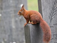 Sciurus vulgaris 41, Eekhoorn, Saxifraga-Bart Vastenhouw