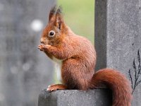 Sciurus vulgaris 43, Eekhoorn, Saxifraga-Bart Vastenhouw