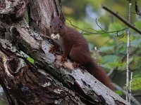 Sciurus vulgaris 45, Eekhoorn, Saxifraga-Henk Baptist