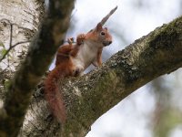 Sciurus vulgaris 48, Eekhoorn, Saxifraga-Mark Zekhuis