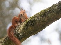 Sciurus vulgaris 49, Eekhoorn, Saxifraga-Mark Zekhuis