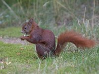 Sciurus vulgaris 53, Eekhoorn, Saxifraga-Mark Zekhuis