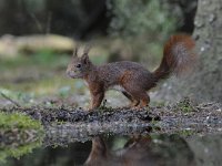 Sciurus vulgaris 60, Eekhoorn, Saxifraga-Luuk Vermeer