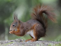 Sciurus vulgaris 61, Eekhoorn, Saxifraga-Luuk Vermeer