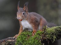 Sciurus vulgaris 69, Eekhoorn, Saxifraga-Luuk Vermeer