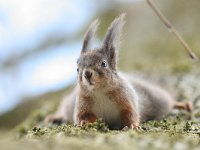 Sciurus vulgaris 7, Eekhoorn, Saxifraga-Mark Zekhuis