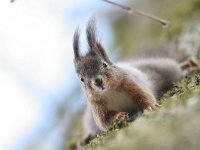 Sciurus vulgaris 8, Eekhoorn, Saxifraga-Mark Zekhuis