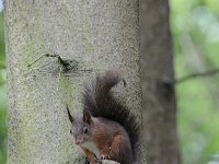 Sciurus vulgaris 81, Eekhoorn, Saxifraga-Luuk Vermeer