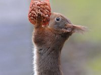 Sciurus vulgaris 82, Eekhoorn, Saxifraga-Luuk Vermeer