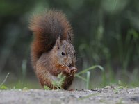 Sciurus vulgaris 83, Eekhoorn, Saxifraga-Luuk Vermeer