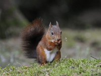 Sciurus vulgaris 86, Eekhoorn, Saxifraga-Luuk Vermeer