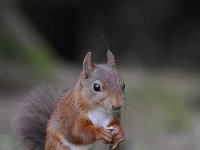 Sciurus vulgaris 89, Eekhoorn, Saxifraga-Luuk Vermeer