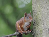 Sciurus vulgaris 96, Eekhoorn, Saxifraga-Luuk Vermeer