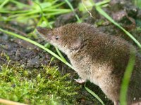 Sorex araneus 2, Gewone bosspitsmuis, Saxifraga-Rudmer Zwerver