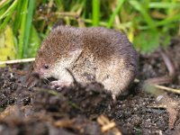 Sorex araneus 4, Gewone bosspitsmuis, Saxifraga-Rudmer Zwerver