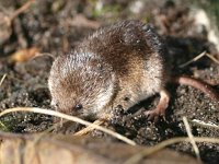 Sorex araneus 5, Gewone bosspitsmuis, Saxifraga-Rudmer Zwerver