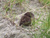 Sorex araneus 6, Gewone bosspitsmuis, Saxifraga-Rudmer Zwerver