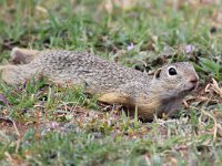 Spermophilus citellus 10, Siesel, Saxifraga-Bart Vastenhouw